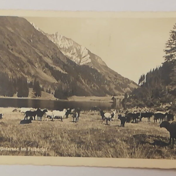 Salzburg Hintersee Felbertal Mittersill Pinzgau Schafe Berg 600312A tl