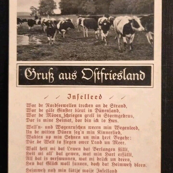 Ostfriesland Kühe 165658 gr I