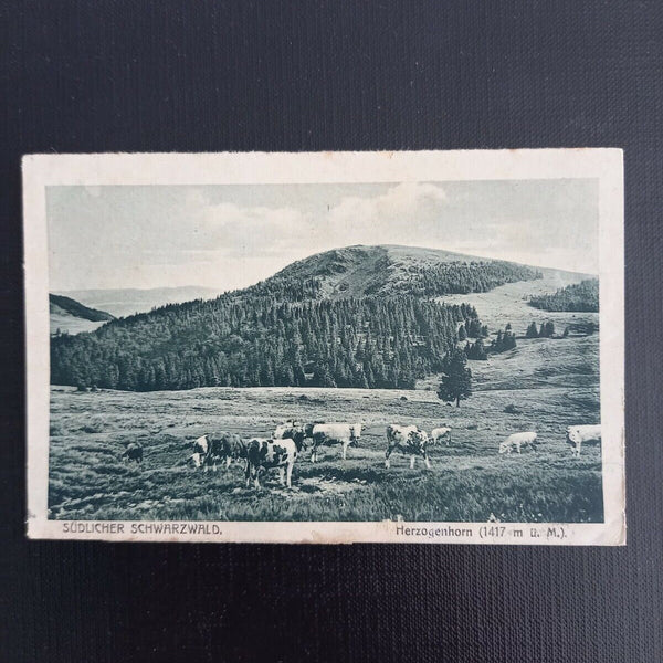 Schwarzwald - Herzogenhorn 110126 gr