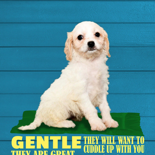 Schild Spruch Cacachon Steckbrief Gentle Sanft Hund JW