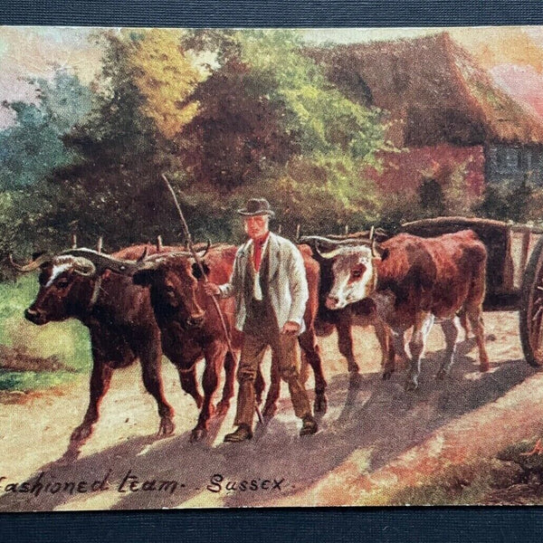 An old fashioned team Bauer Ochsen Wagen Sussex H.Payne England GB 401042 TH A