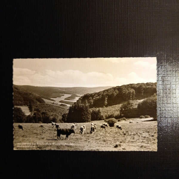 Waldwiese bei Niedersfeld Wiemeringhausen 400328 gr F