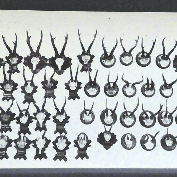 Geweihsammlung Jagd Jagdtrophäen JW 410198 F