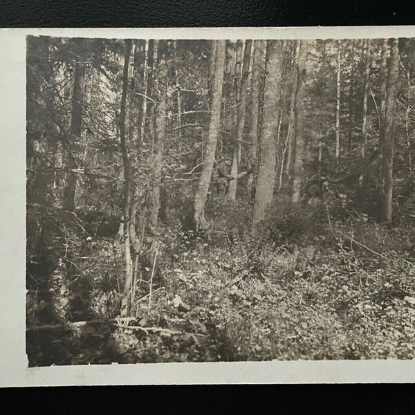 Wald Bäume Strauch Rastplatz Feldpostkarte Militär Krieg 402450  A